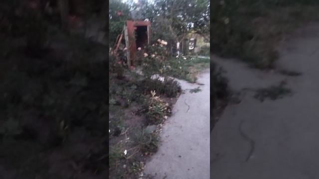 Цветник на участке.