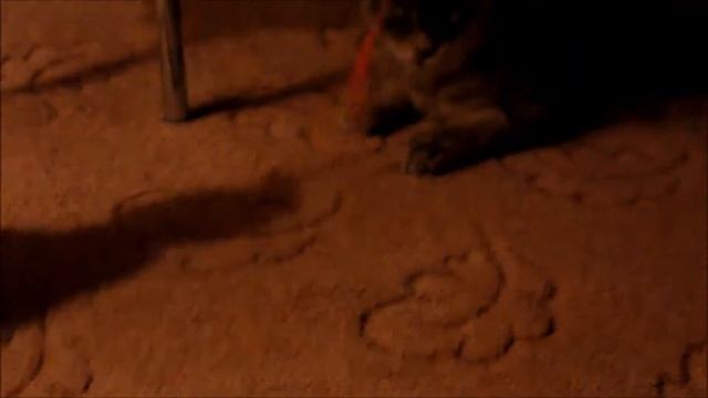 Кот и креветка