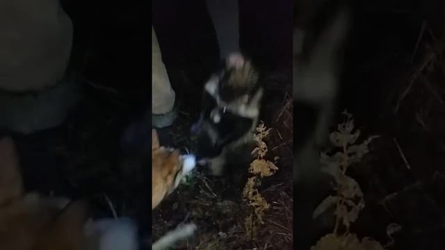 Енот из Липовик