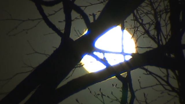 луна через дерево