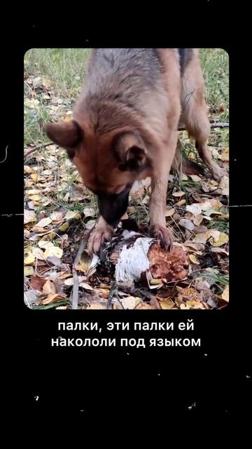 Не рискуйте, друзья, и пусть ваши питомцы всегда будут здоровыми ❤️