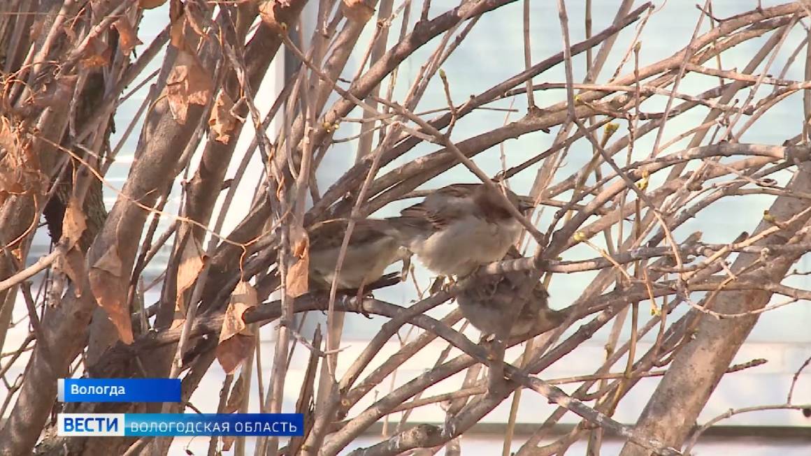 Вологодская область вошла в лидеры по числу участников Всероссийской переписи воробьёв