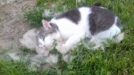 Кошка валяется в собачьей шерсти. Cat is mad about the dog hair