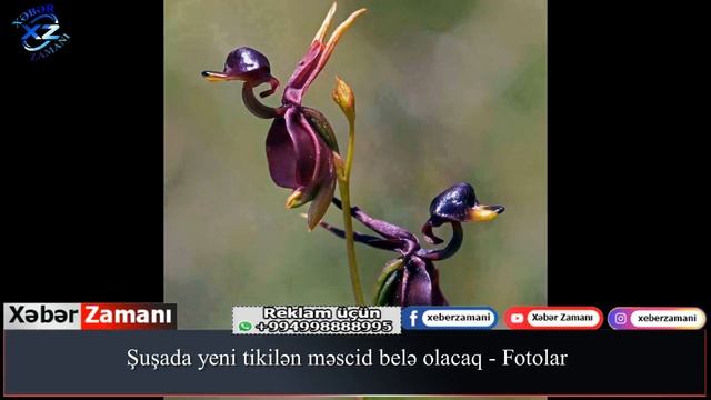Şuşada yeni tikilən məscid belə olacaq