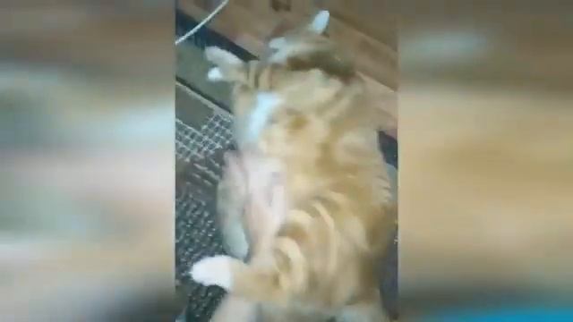 videoplayback.mp4