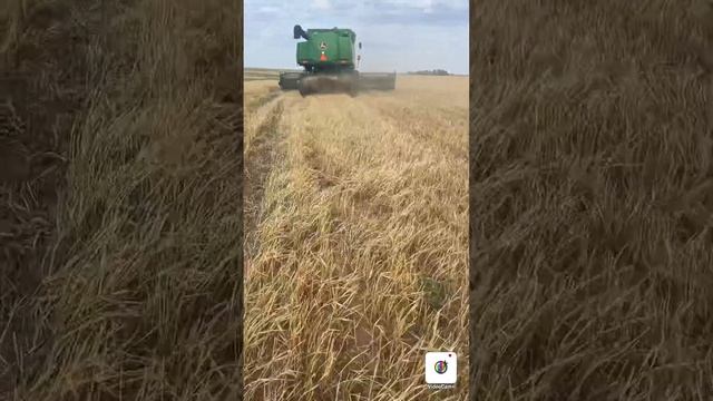 Начало Уборочного Сезона 22.07.2023г