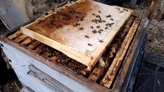 Бакфаст и Карника после зимовки