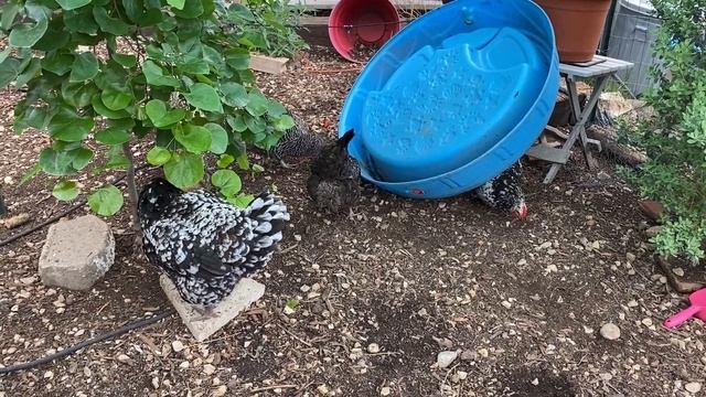 What To Do When A Chicken Passes Away - Five Minute Chicken Tips