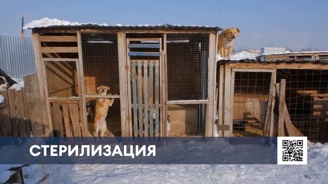 В Нижнекамске возобновляют программу бесплатной стерилизации домашних животных