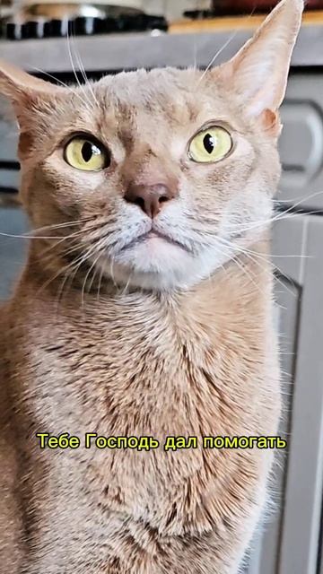 Когда хозяин сказал коту, что устал его кормить #котделоговорит