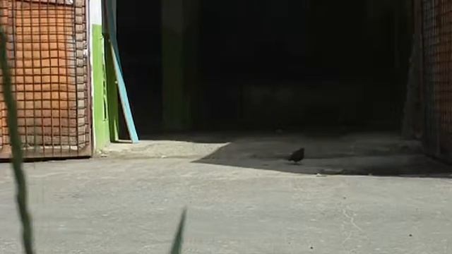Городские голуби