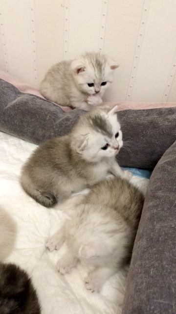 Котятам кошки Кайли 22 дня.