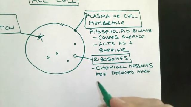 Structures found in ALL cells Backyard Biology