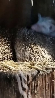 Африканский ЁЖИКИ спят.