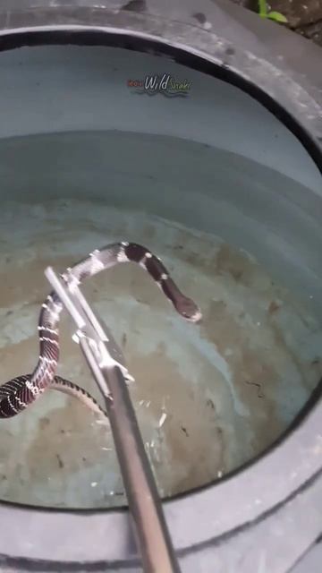 Common Krait venomous snake #shorts #wildlife #snake #krait