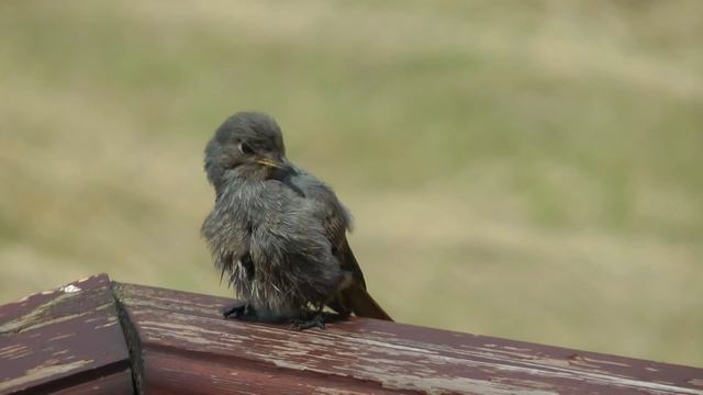 Házi rozsdafarkú fürdés után (Phoenicurus ochruros)