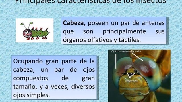 Insectos