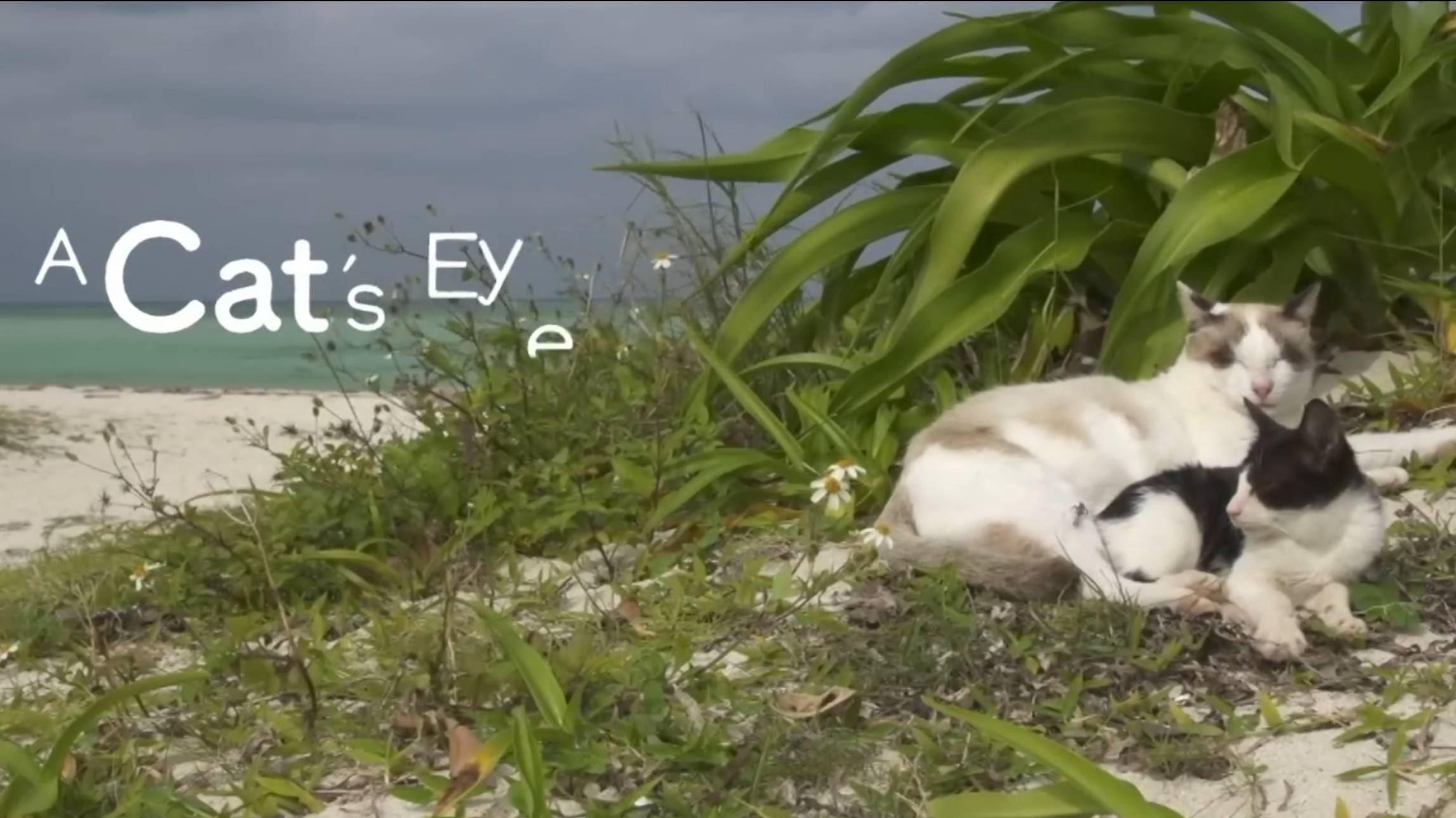 OKINAWA - Cats eye