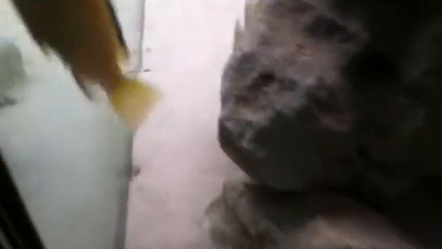 IMG_0376.MOV.AVI