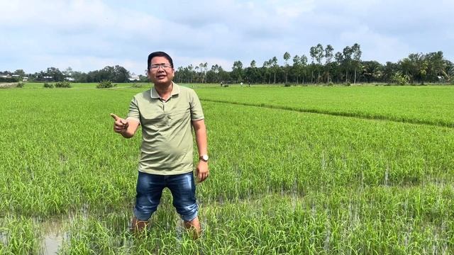 CHUYÊN GIA TRỪ CỎ VÀ LÚA CỎ TRÊN LÚA | Nông Nghiệp TV