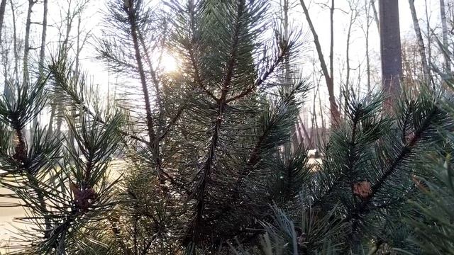 Солнечное утро в парке.