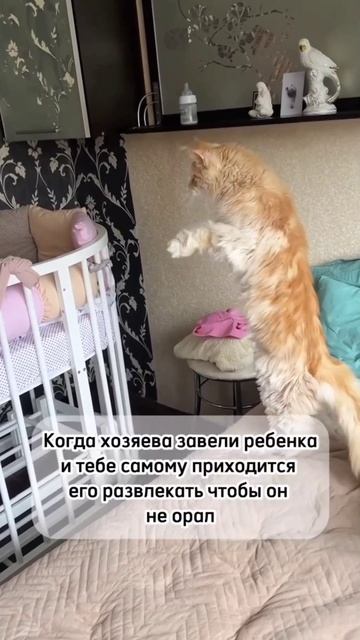 приколы с кошками