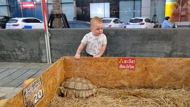 веселье в Паттайе