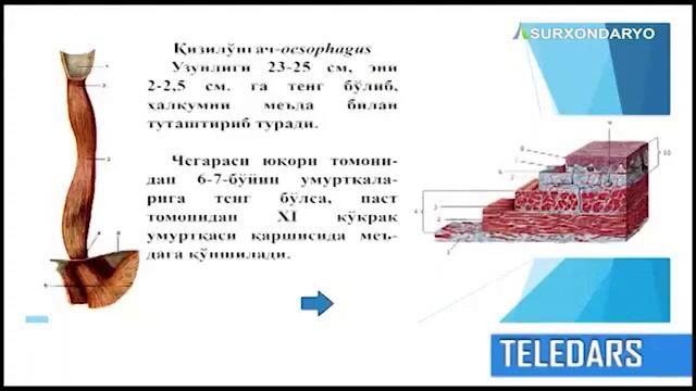 TELEDARS 5: Fan: Odam anatomiyasi, Mavzu: Ovqat hazm qilish sistemasi