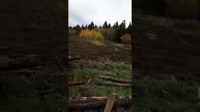 2017 год. Пермский район. СНТ "РЫЖ". Часть 4.