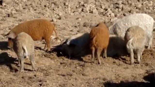 MOV06428.MPG