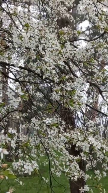 Happy Easter Day in Kyiv, Ukraine. Blossoming Wild Cherry in Kyiv. Blessing Easter. 15.04.2023.