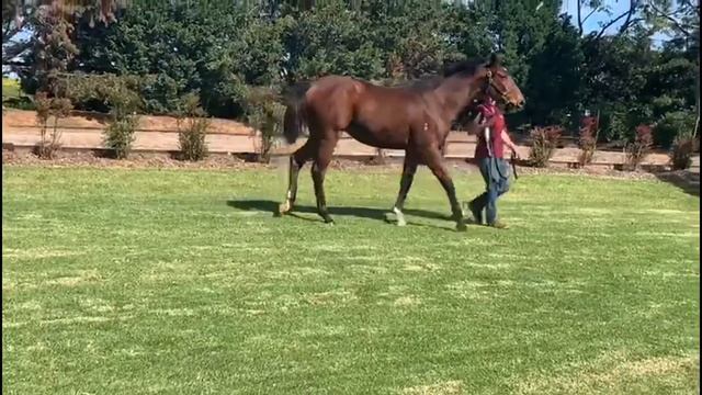 Pierro Filly Ad