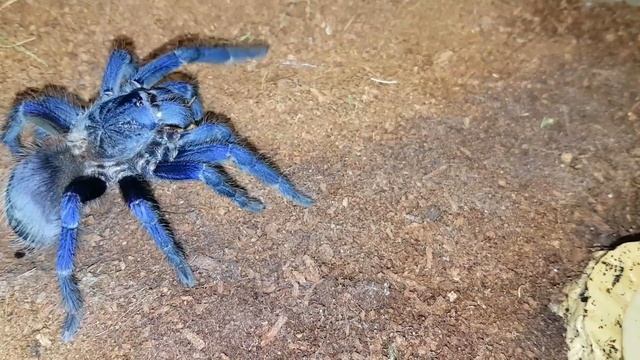 Pterinopelma sazimai Happy Dance