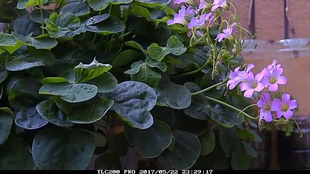 用VisualDub 安裝MSU deflicker插件挽救 brinno TLC200pro的縮時閃爍