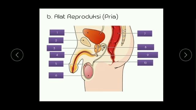 Sistem reproduksi part 2