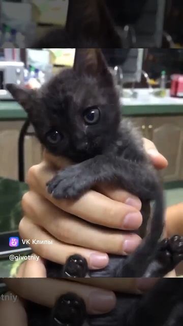 Котик #shorts VK ролик