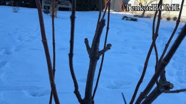 Обрезка метельчатых гортензий! Выпуск 2