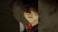 засолка осеннего язя