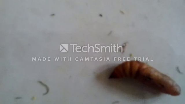 Hyles livornica nymph stage