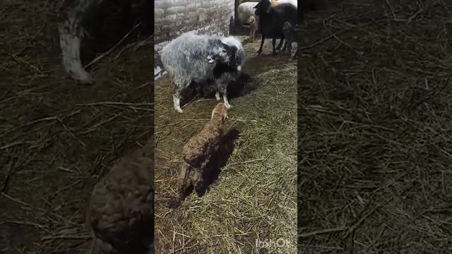 гиссарские ягнята 2025года.