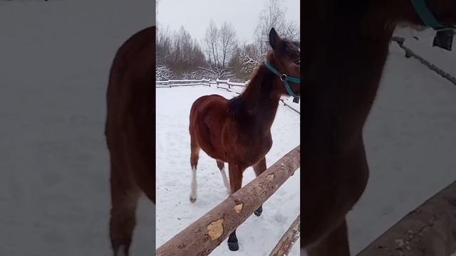 Лошадка резвится в леваде.