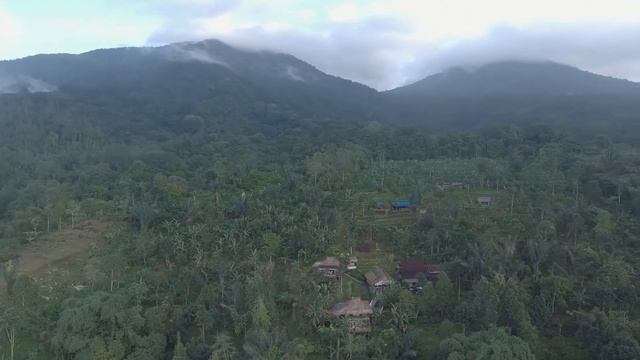 Drone Views of Batukaru Coffee Estate