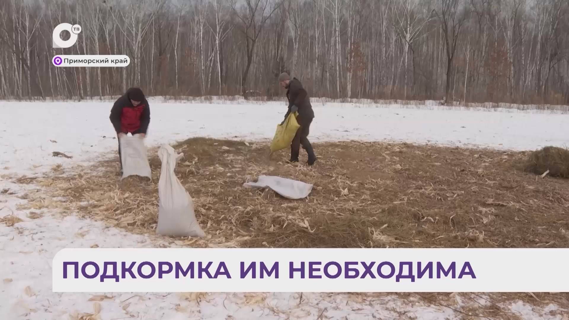 Без комментариев / Подкормка им необходима / 11.03.25