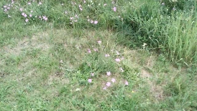 ПОКРОВА НА НЕРЛИ❤️❤️❤️МЫ С ТРУДОМ ДОШЛИ ....НО МЫ ЭТО СДЕЛАЛИ 🥰🥰🥰🥰🥰🥰🥰🥰🥰🥰🥰🥰🥰🥰🥰🥰🥰🥰🥰🥰🥰🥰