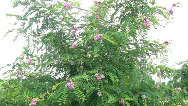 Robinia lepka - roślina miododajna, mało wymagająca