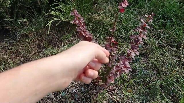 Поголовье уменьшилось. Покупки в дом. Говяжьи ребра барбекю.