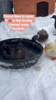 Don’t be like Donut 🍩 🦆 #dunkinducks #ducks #donut