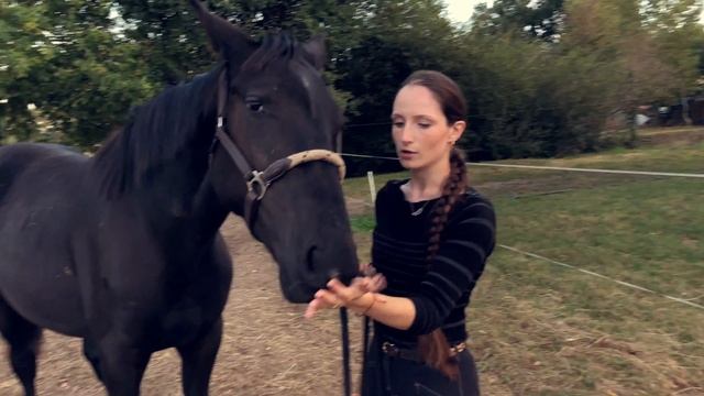 COMMENT LICOLER UN POULAIN/CHEVAL POUR LA PREMIÈRE FOIS - PASSION DRESSAGE