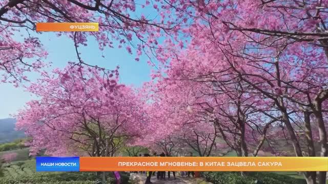 Прекрасное мгновенье: в Китае зацвела сакура