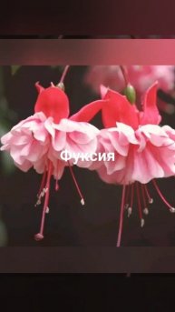 Цветок для романтиков.